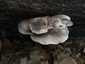 Kései laskagomba (Pleurotus ostreatus), Budai-hegység. Kalapja kifakulhat